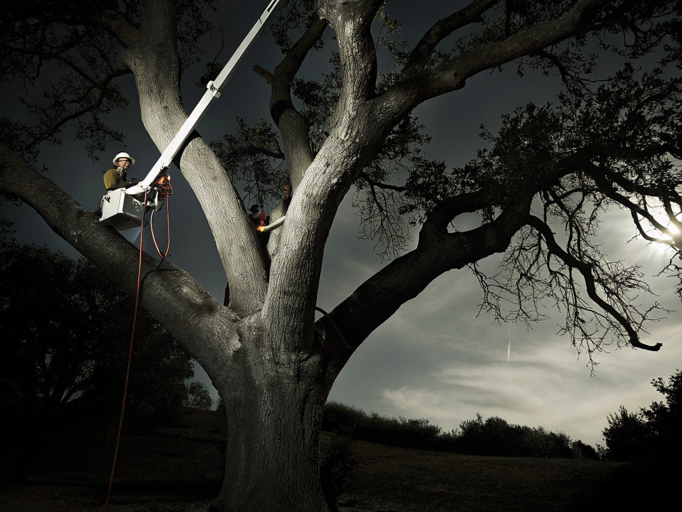 Professional tree service and trimming